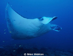 Blue Glider by Brian Welman 